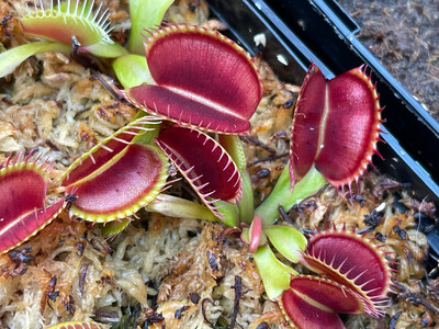 Dionaea muscipula  “G16 Slacks Giant” Venus Flytrap (small)