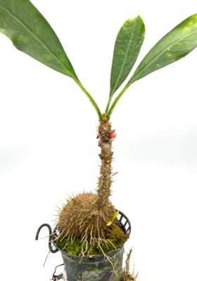 Ant Plant - Myrmecodia sp. Spiny Pink Fruit