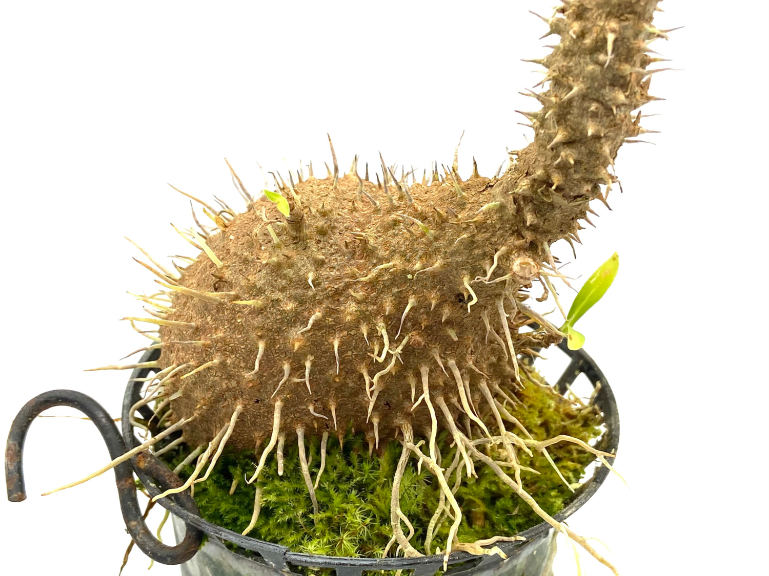 Ant Plant - Myrmecodia sp. Spiny Pink Fruit