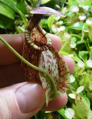 Nepenthes rafflesiana “Brunei”  BE- 4521 New! 