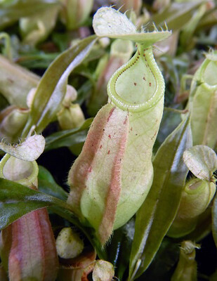 Nepenthes rafflesiana “Brunei Nivea” Be-3141