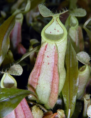 Nepenthes rafflesiana “Brunei Nivea” Be-3141