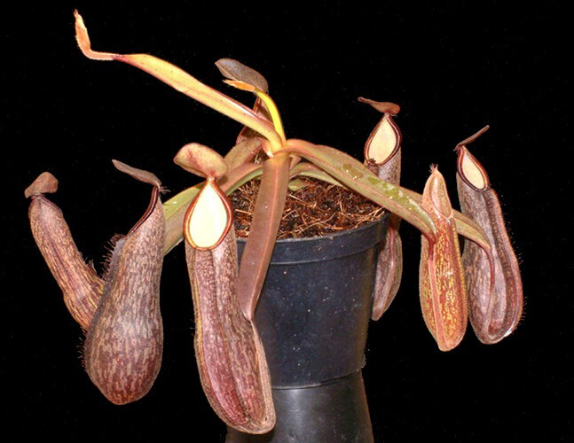 Nepenthes mikei BE-3506