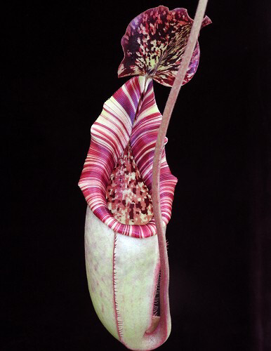 Nepenthes burbidgeae x (veitchii x lowii) BE-3993