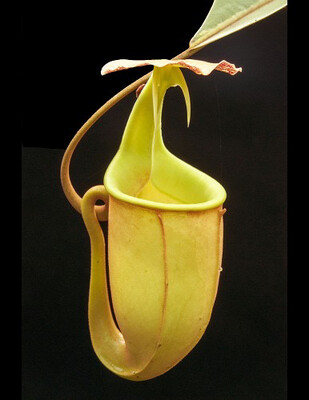 Nepenthes bicalcarata "Red Flush" BE-3031 (Large) 