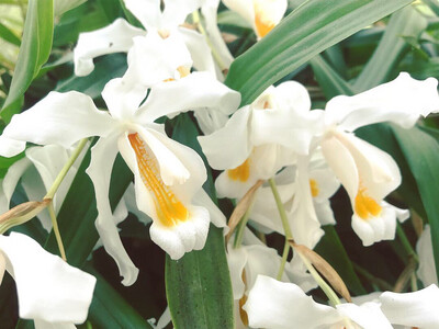 Coelogyne cristata Orchid