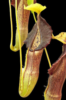 Nepenthes singalana BE-3170 (Small) 