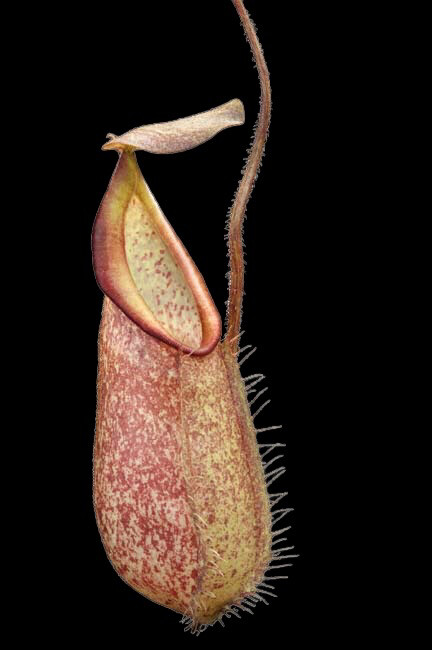 Nepenthes hirsuta - Gunung Serapi - (Medium) Mega Sale! 