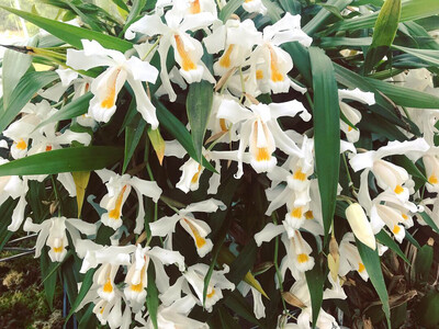 Coelogyne cristata Orchid
