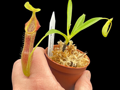 Nepenthes singalana BE-3170 (Small) 