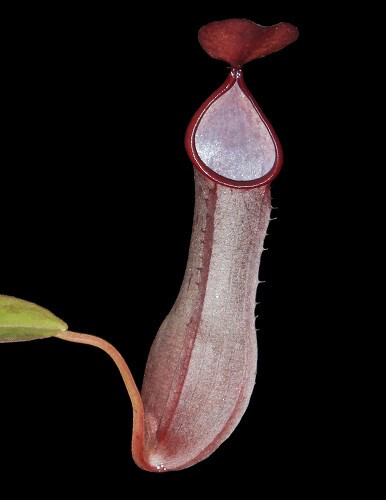 Nepenthes tobaica BE-4089 (Large)