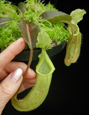 Nepenthes maxima &quot;Extreme Wavy Leaves&quot; BE-4081