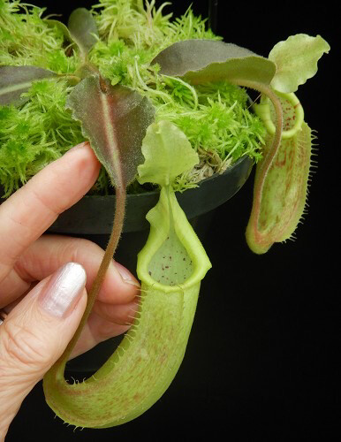 Nepenthes maxima "Extreme Wavy Leaves" BE-4081 New!