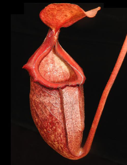 Nepenthes rajah x (burbidgeae x edwardsiana)