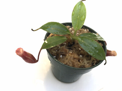 Nepenthes rajah x (burbidgeae x edwardsiana)
