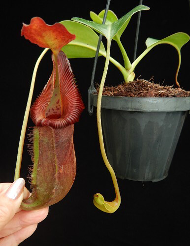 Nepenthes (lowii x macrophylla) x robcantleyi BE-4022