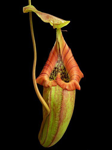 Nepenthes robcantleyi x ovata BE-3996 Stunning!