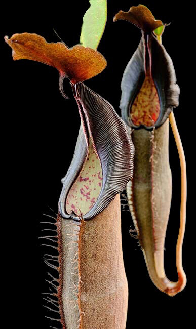 Nepenthes lingulata - BE3463 (Small) - Limited! 