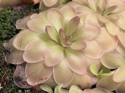 Pinguicula moranensis