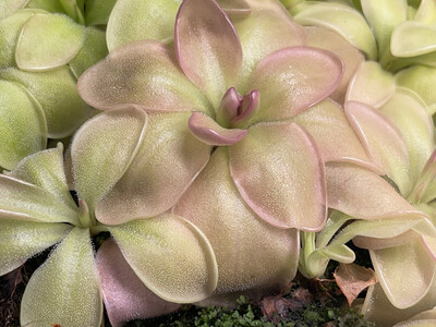 Pinguicula moranensis