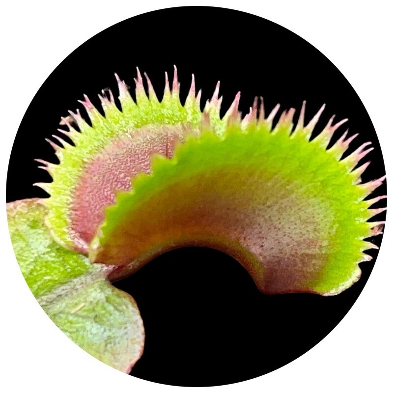 DIONAEA MUSCIPULA (VENUS FLYTRAPS) FOR SALE