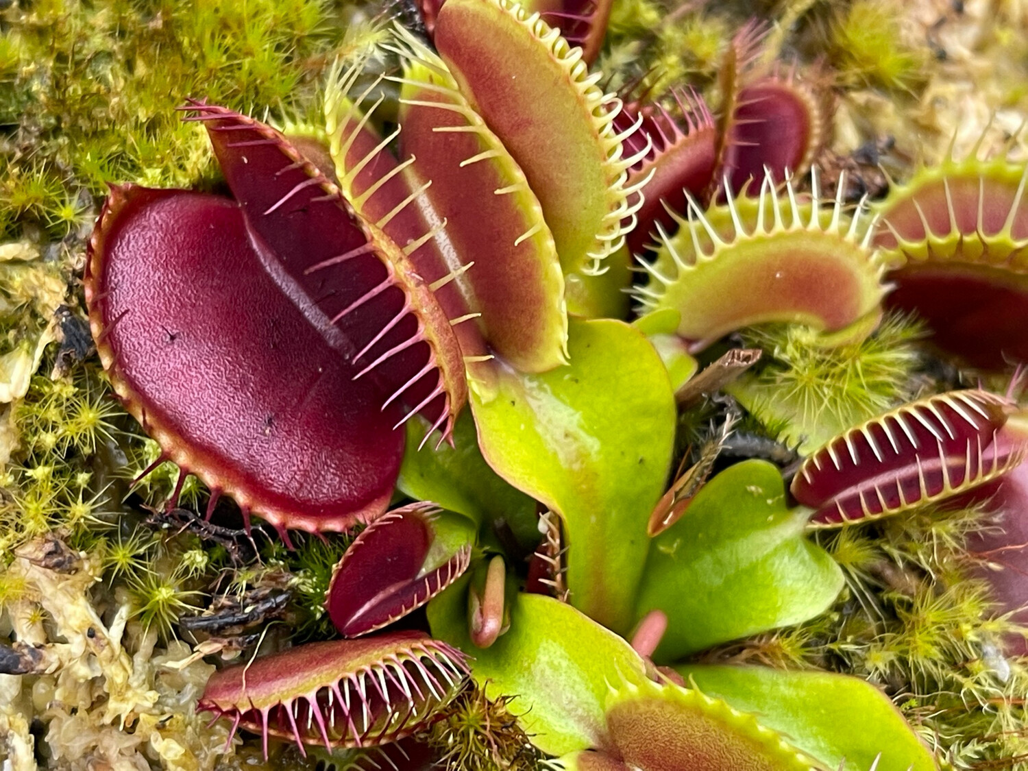 Dionaea muscipula “SD Draco” Venus Flytrap (small)
