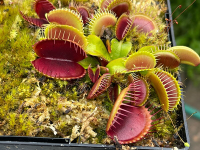 Dionaea muscipula “SD Draco” Venus Flytrap (small)