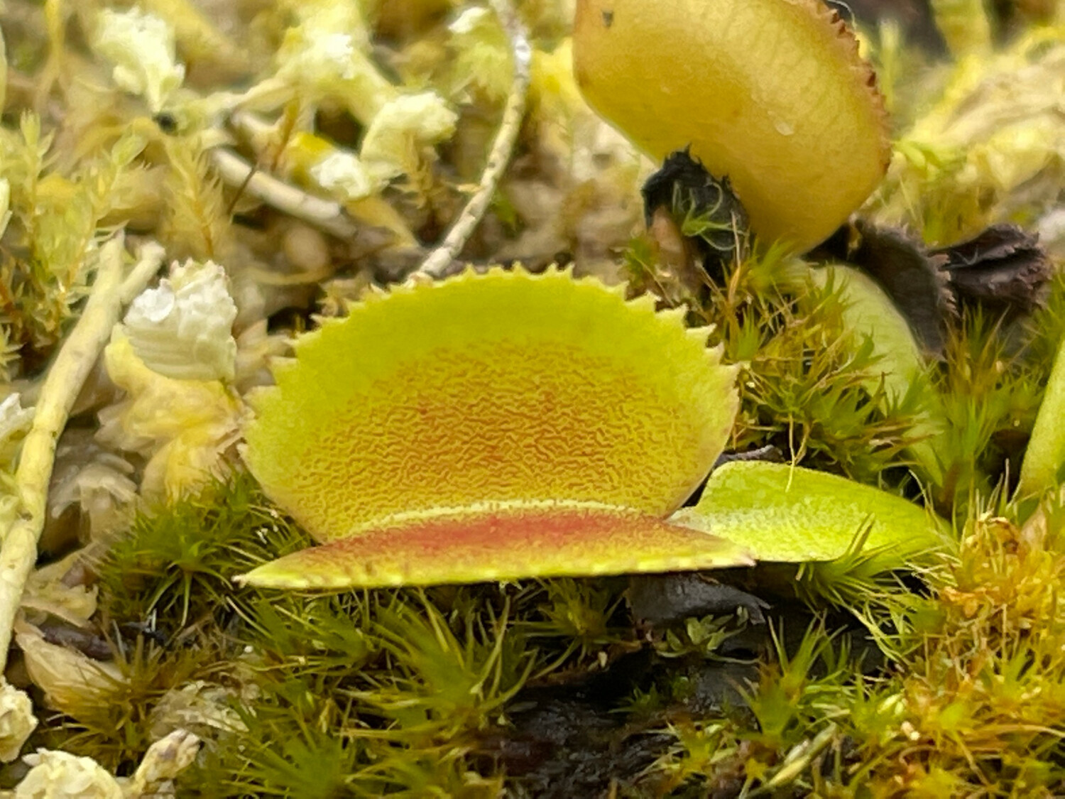 Dionaea muscipula ‘Whale’ Venus Flytrap (small)