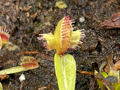 Dionaea muscipula  “ Master Of Disaster “Venus Flytrap (small)