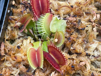 Dionaea muscipula  “GJ Phalanx” Venus Flytrap (small)