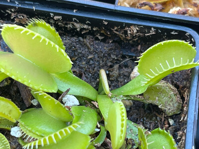 Dionaea muscipula  “Harmony” Venus Flytrap (small)