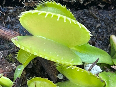 Dionaea muscipula  “Harmony” Venus Flytrap (small)