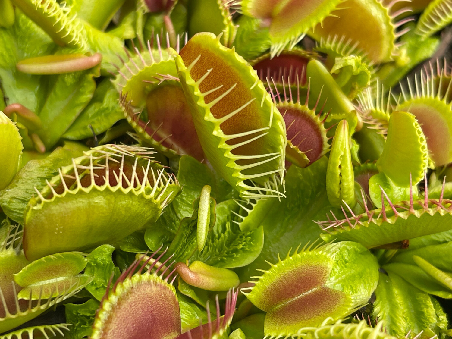 Dionaea muscipula “Schuppenstiel” Venus Flytrap (small)
