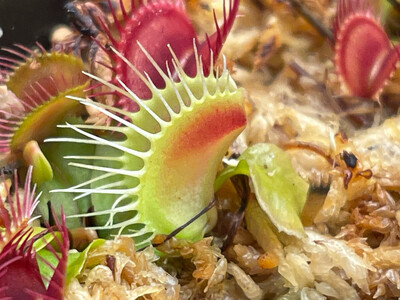 Dionaea muscipula  “GJ Phalanx” Venus Flytrap (small)