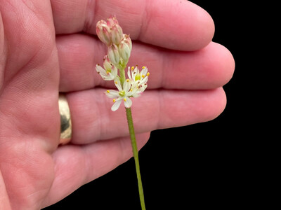 Triantha occidentalis