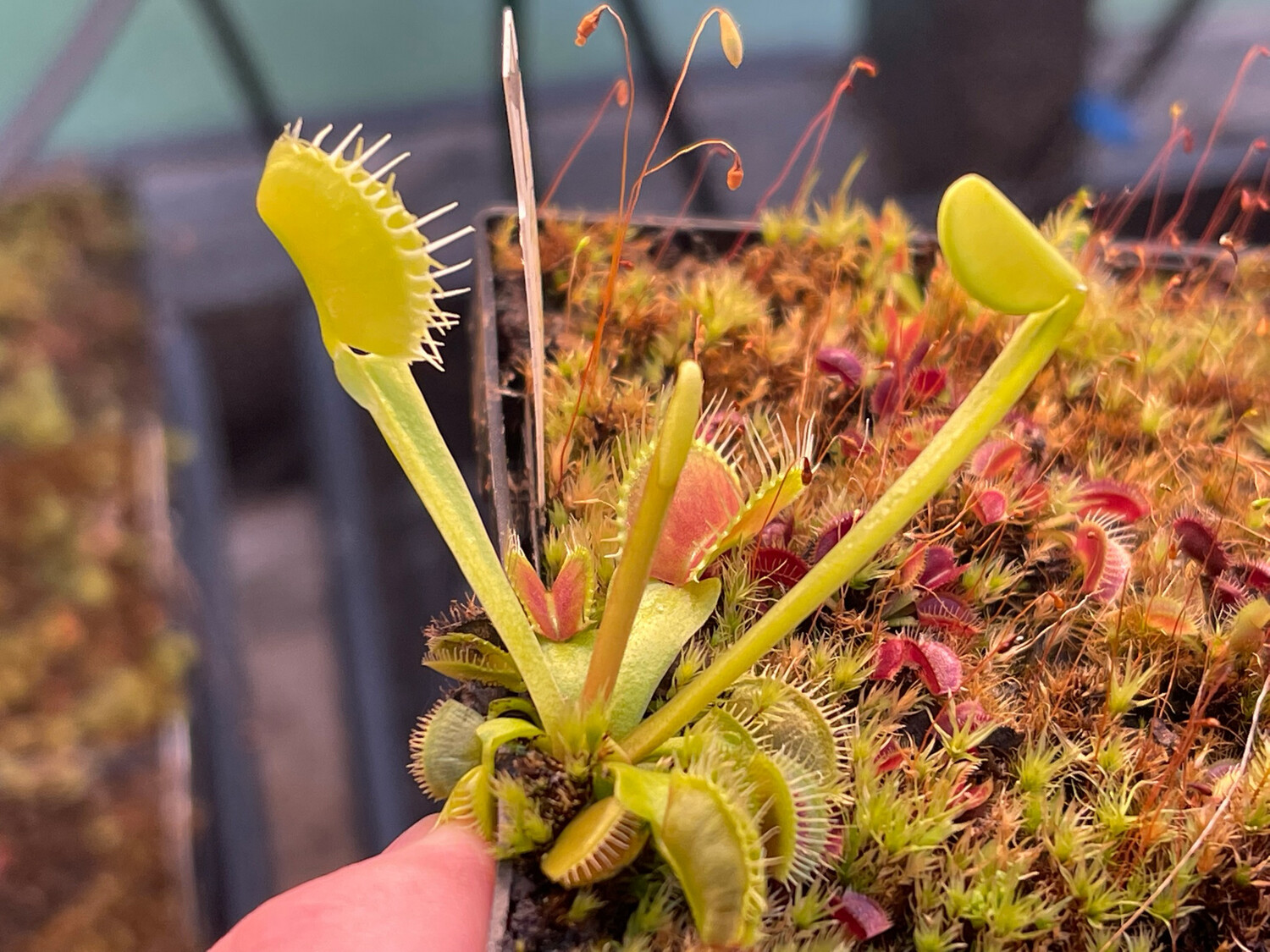 Dionaea muscipula - Open Pollenated Seed Grown Venus Flytrap From Cultivars  (small)