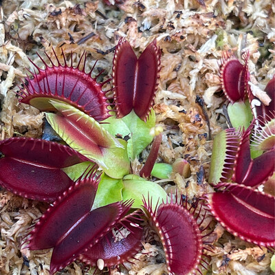 Dionaea muscipula “Classic Art”  Venus Flytrap (small)