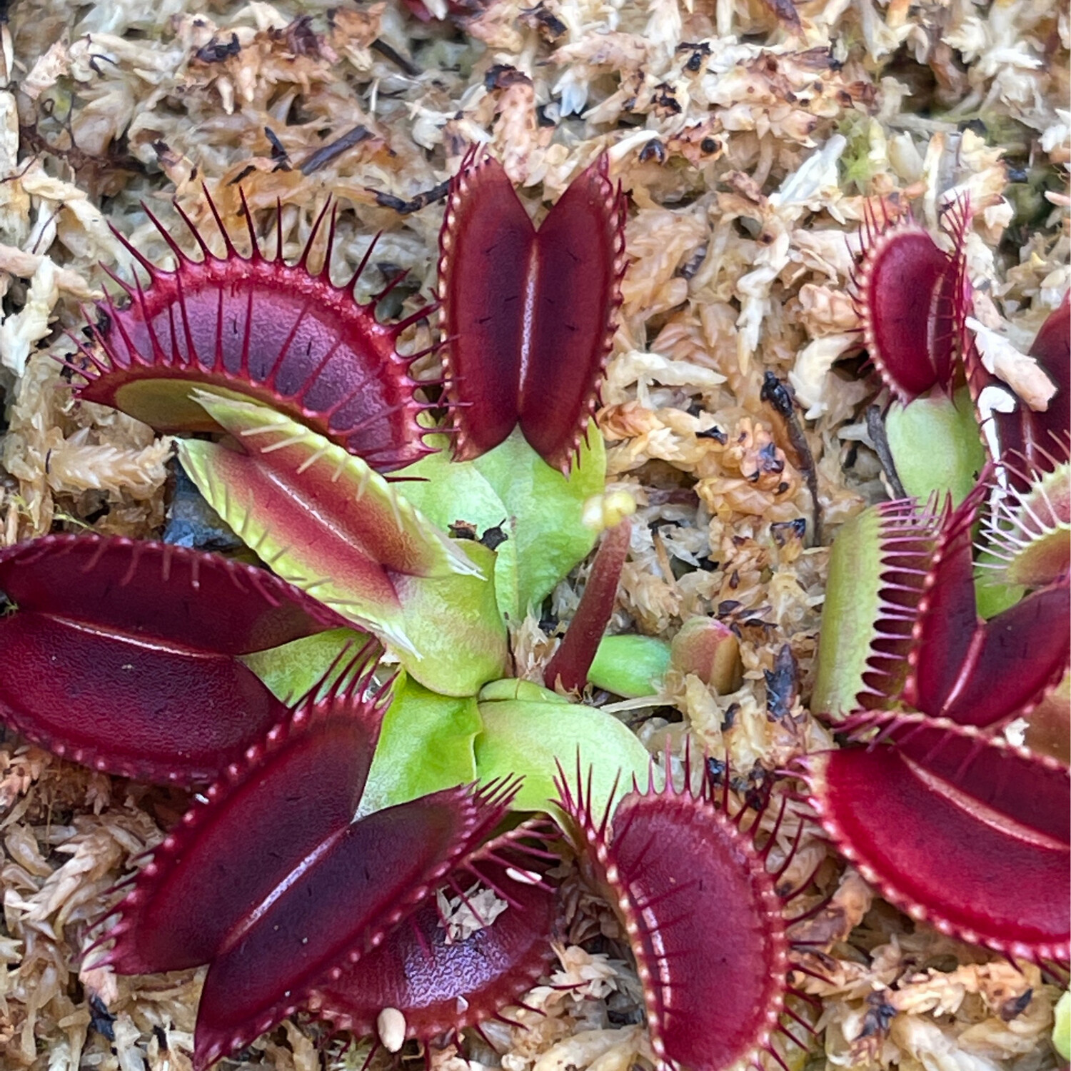 Dionaea muscipula “Classic Art” Venus Flytrap (small)