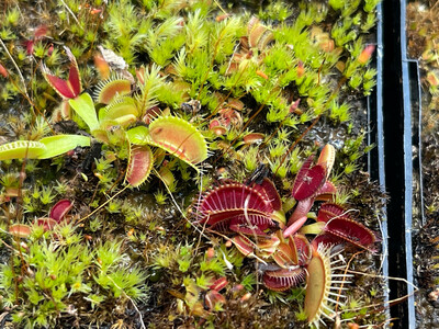 Dionaea muscipula - Select Cultivar Hybrids ( small)