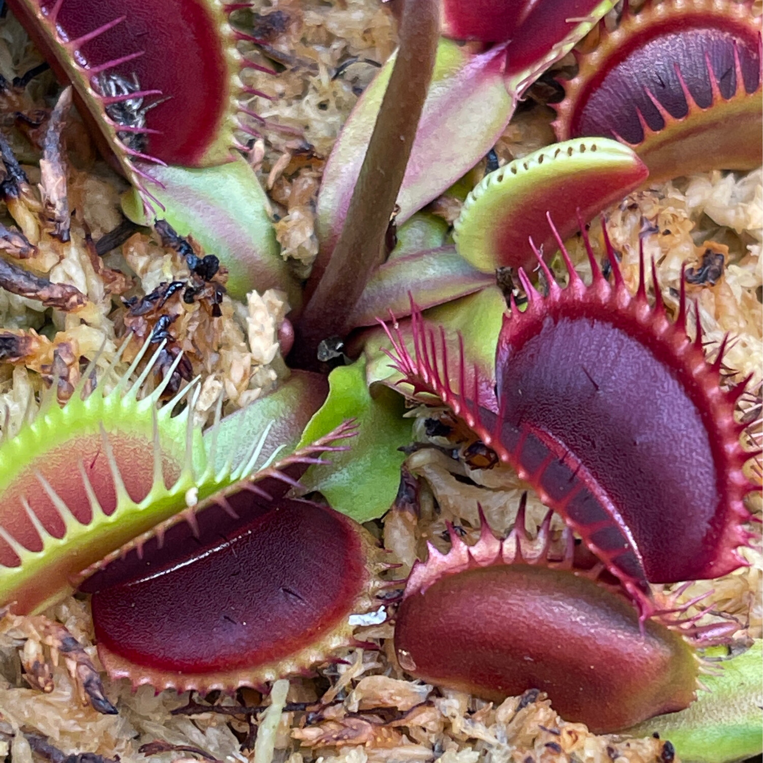 Dionaea muscipula “Red/Purple” Venus Flytrap (small)