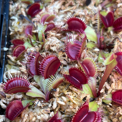 Dionaea muscipula “BPC Titanium” Venus Flytrap (small)