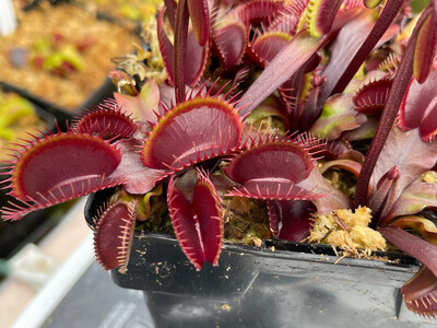 Dionaea muscipula  ‘Red Dragon’ (Akai Ryu) Venus Flytrap (small)