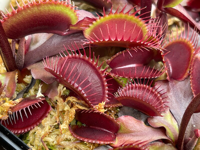 Dionaea muscipula  ‘Red Dragon’ (Akai Ryu) Venus Flytrap (small)