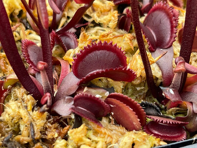 Dionaea muscipula “Red Saw Tooth” Venus Flytrap (small)
