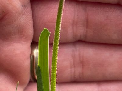 Triantha occidentalis