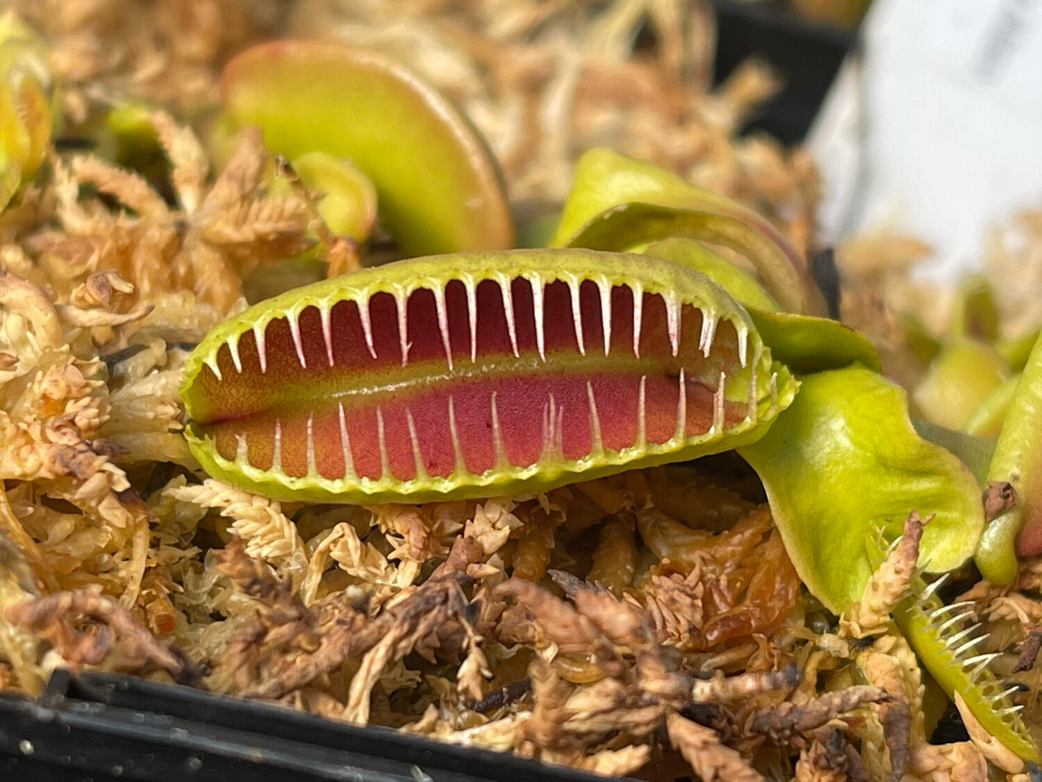 Dionaea muscipula  ‘Alien’ Venus Flytrap (Starter Size)