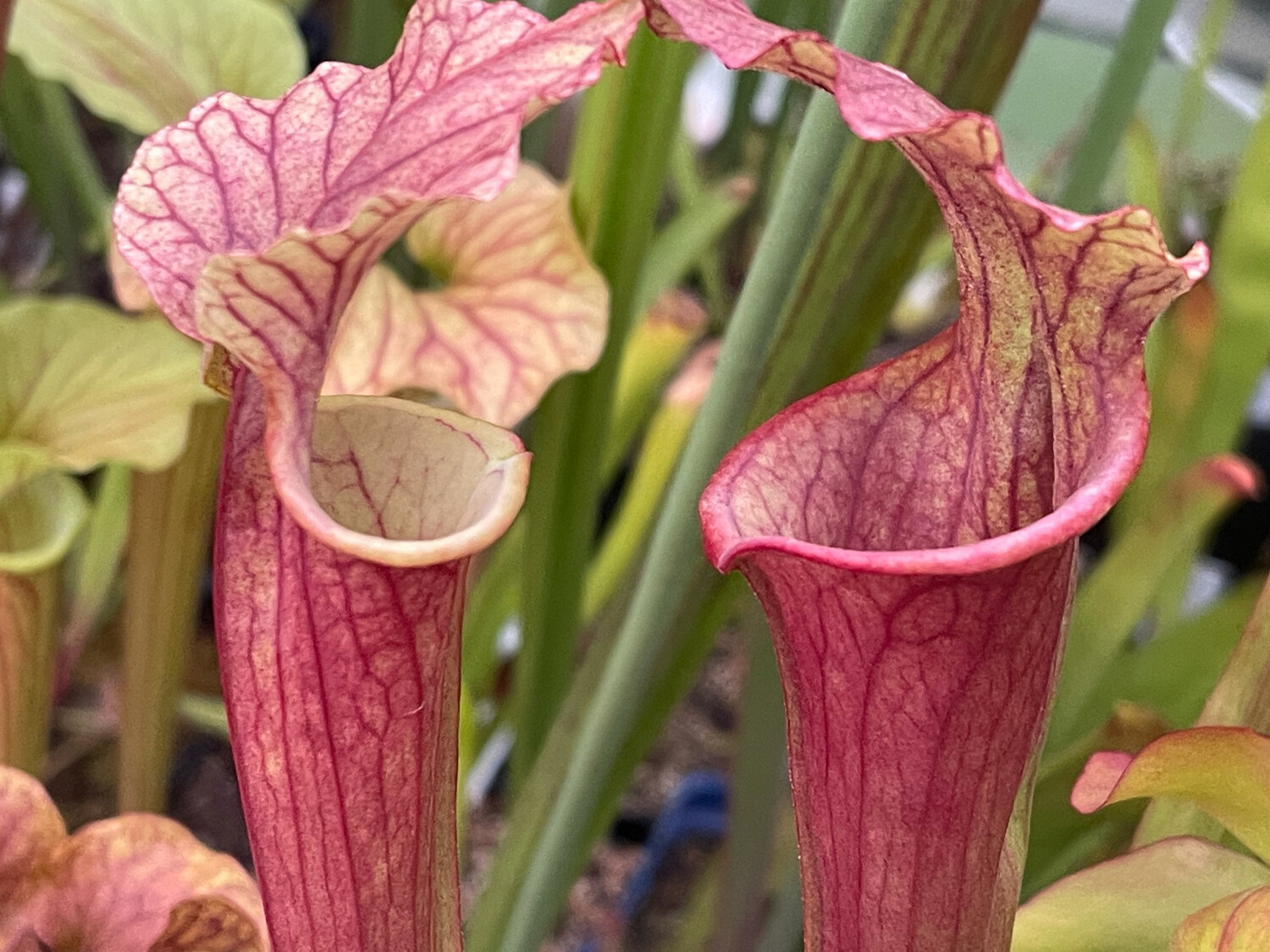Sarracenia oreophila var. ornata "Sand Mountain" (heavily veined)