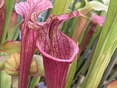 Sarracenia oreophila var. ornata &quot;Sand Mountain&quot; (heavily veined)