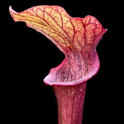 Sarracenia (oreophila “Sand Mt.” x Wrigleyana) x (oreophila x leucophylla)
