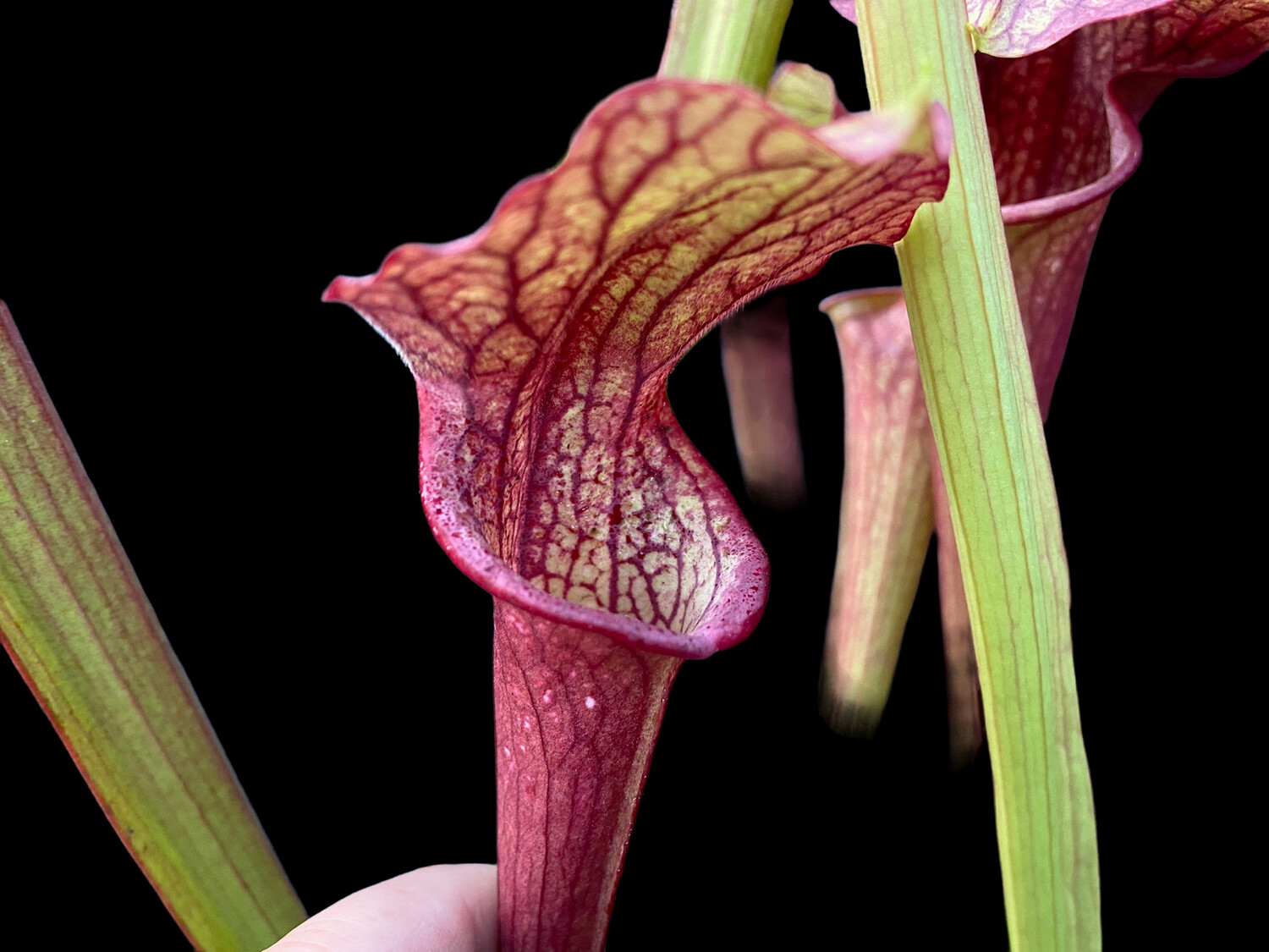 Sarracenia (oreophila “Sand Mt.” x Wrigleyana) x (oreophila x leucophylla)